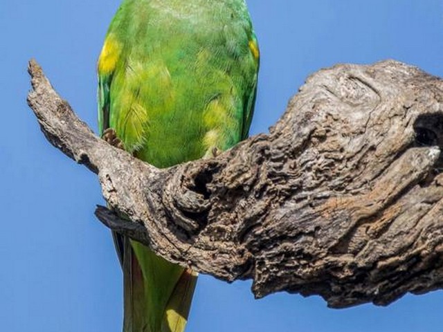 鱼鳞 珍珠鹦鹉,珍珠鱼掉鱼鳞怎么治