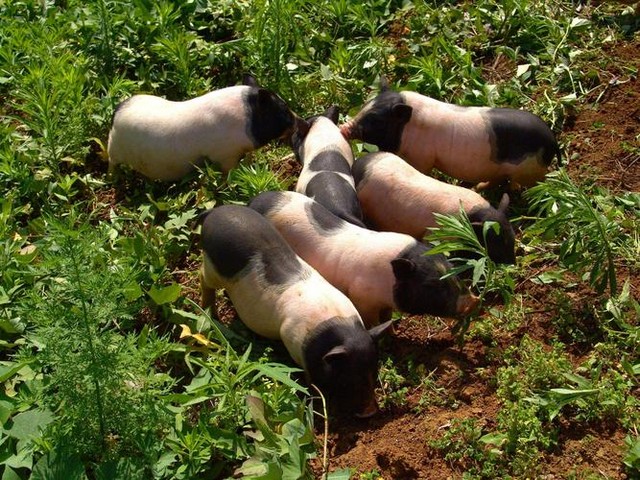 招牌烤小香猪肉串图片大全,脆皮烤香猪的做法视频