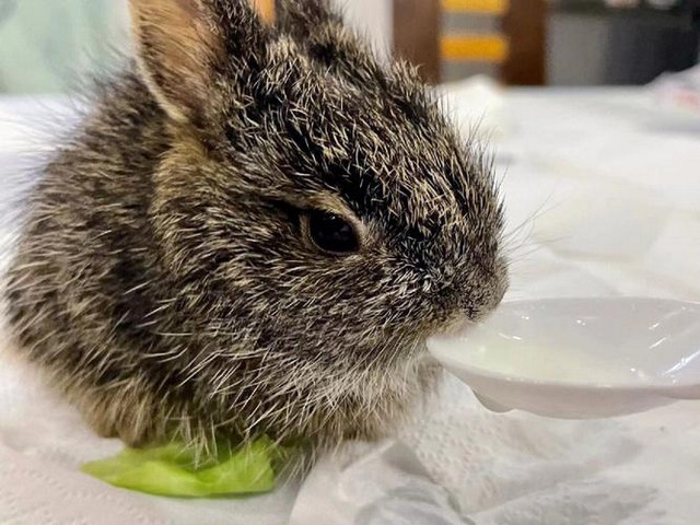 小兔子吃猫眼草好吗视频,兔子可以吃的野草