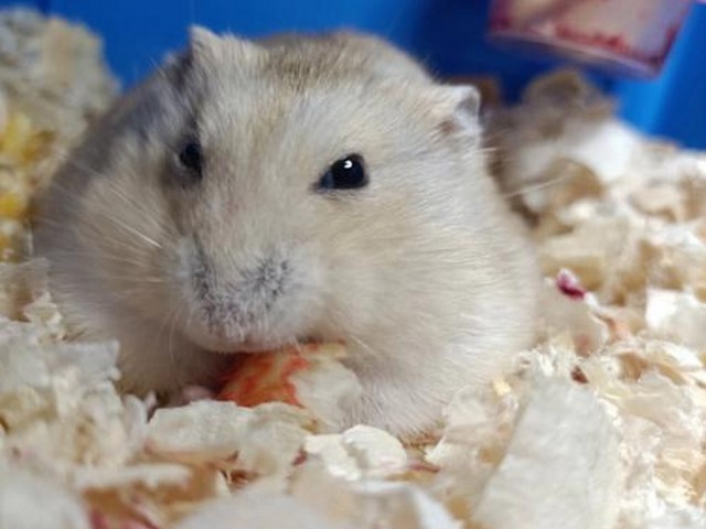 仓鼠hamster13,仓鼠老是咬笼子怎么办