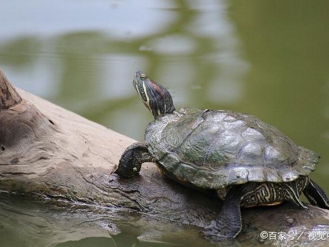 什么乌龟长的又快又肥,什么龟最好养长得最大