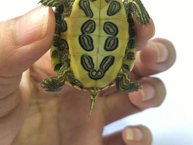 湛江地质公园乌龟,湛江水族馆