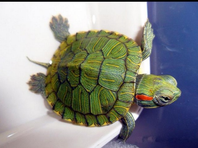 乌龟为什么老喜欢在水里,乌龟在水里飘着正常吗