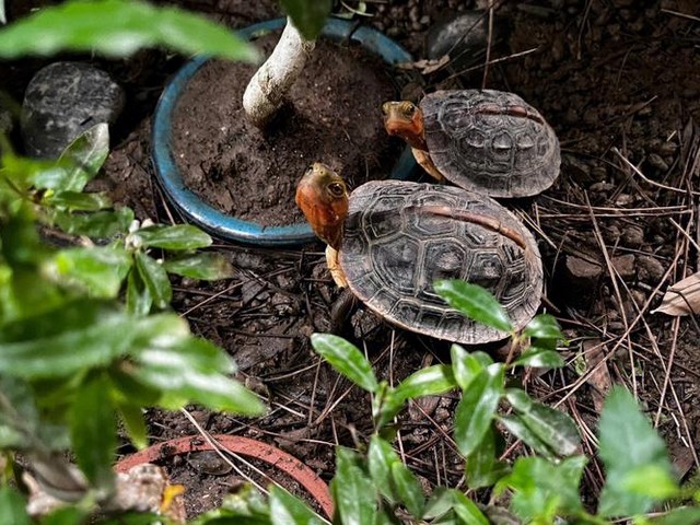 梦见自己生下好多乌龟壳,梦见生了好多孩子意味着什么