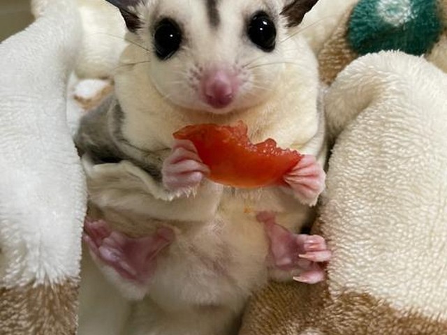 蜜袋鼯孢子甘蓝,孢子甘蓝图片